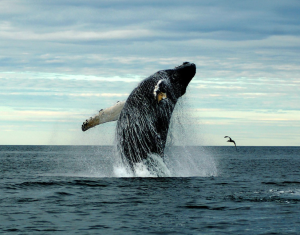 Credit Tom Fernald/North Atlantic Humpback Whale Catalog